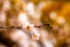 Blossoms