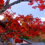 Before the Fall                                                      Autumn Colours in Nikko(日光紅葉）