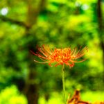 A sea of Spider Lilies　巾着田曼珠沙華公園