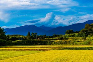 Rice Fields and Mountains