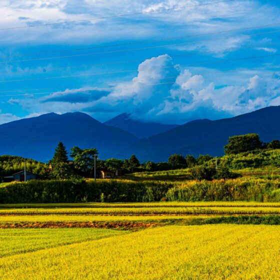 Rice Fields and Mountains