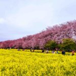 Worth the wait Gongendo Park 権現堂公園