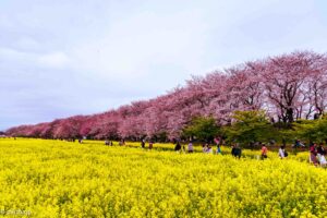 Cherry Blossoms against the Rape Seed Flowers