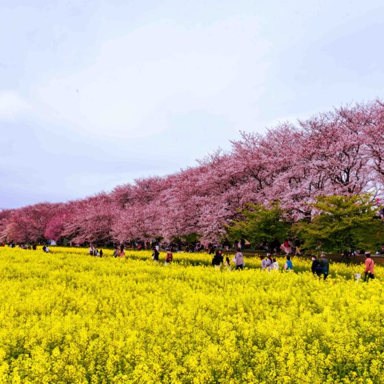 Cherry Blossoms against the Rape Seed Flowers