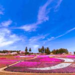 Sheep Mountain and Pink Moss Hill Hitsujiyama Park 羊山公園