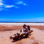 Genocides and Natural Disasters- The Disaster Tourist